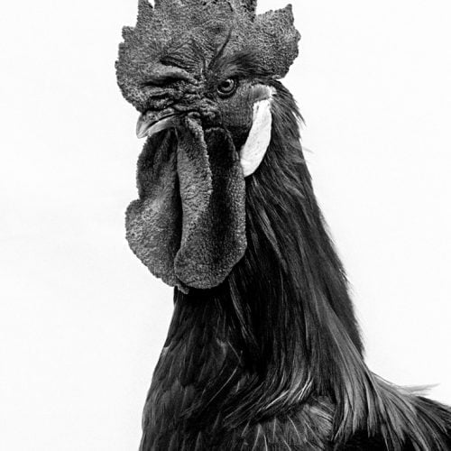 El Prat’s rooster