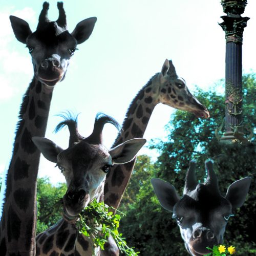 Girafes a Colom