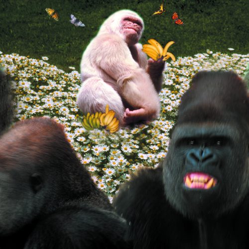 Floquet de Neu “Snowflake” and his gorillas