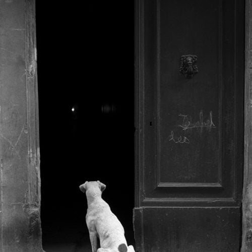 Dog waiting for his master