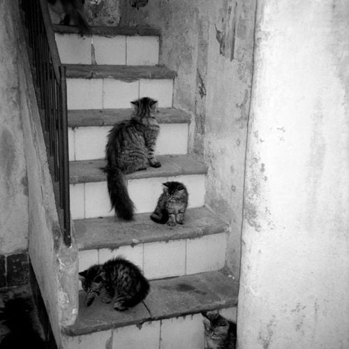 Cats on the stairs